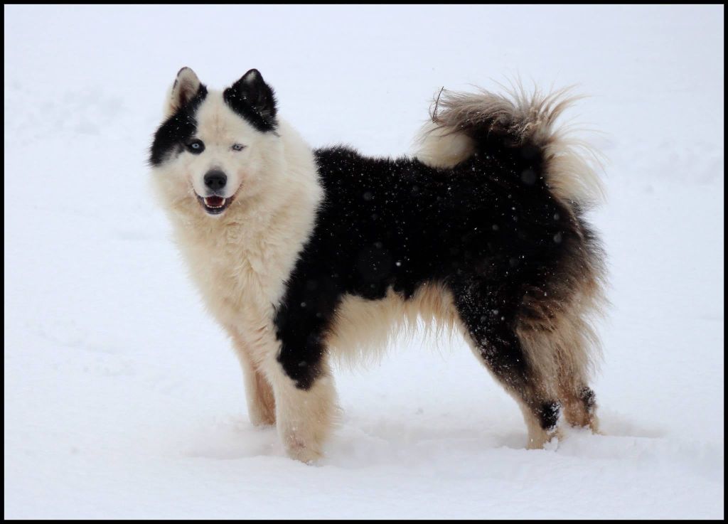 russkaya skazka Vuk dit « ipso »