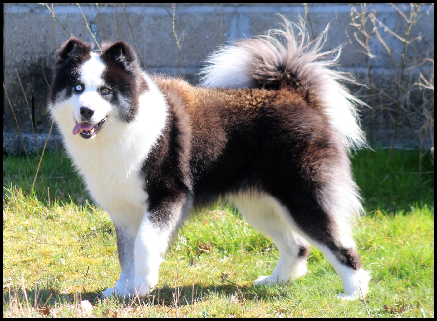 Ultimate fight L'eden Des Shokou