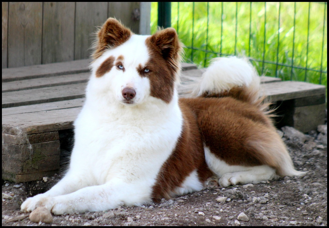 svobodnaya staya Opium divine