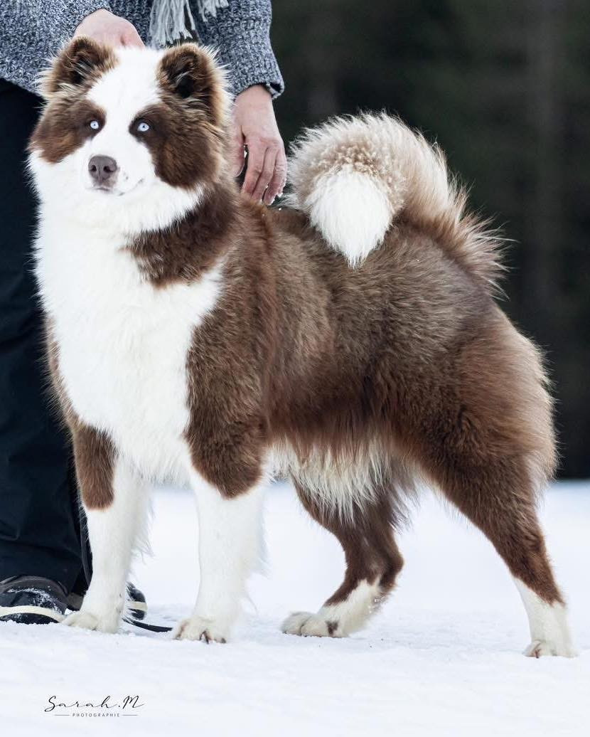 Venom L'eden Des Shokou