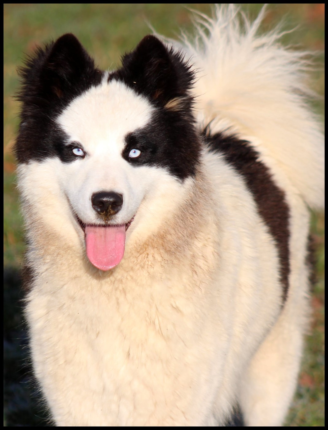 Charuyushchaya « Sherin » Utrennyaya Zvezda