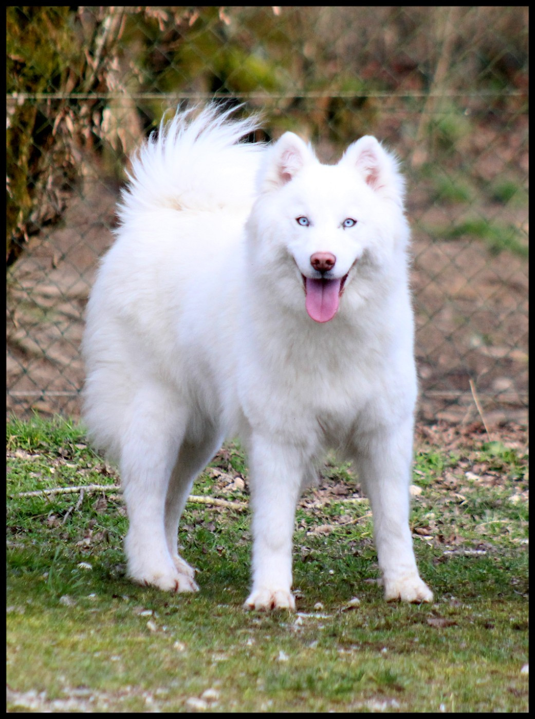 Utopic Ice Sand L'eden Des Shokou