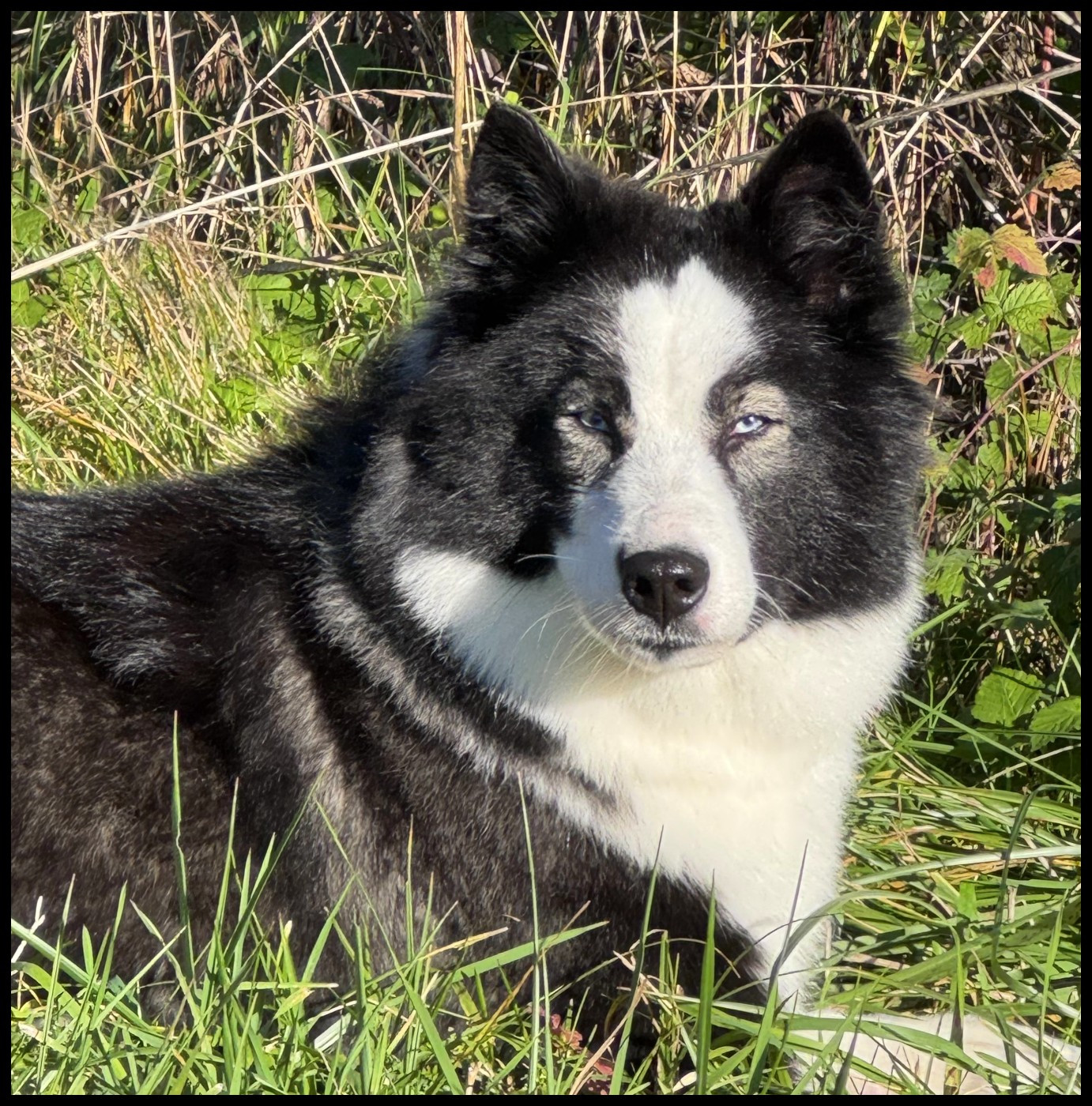 rave review Violin Voice "Lexa"