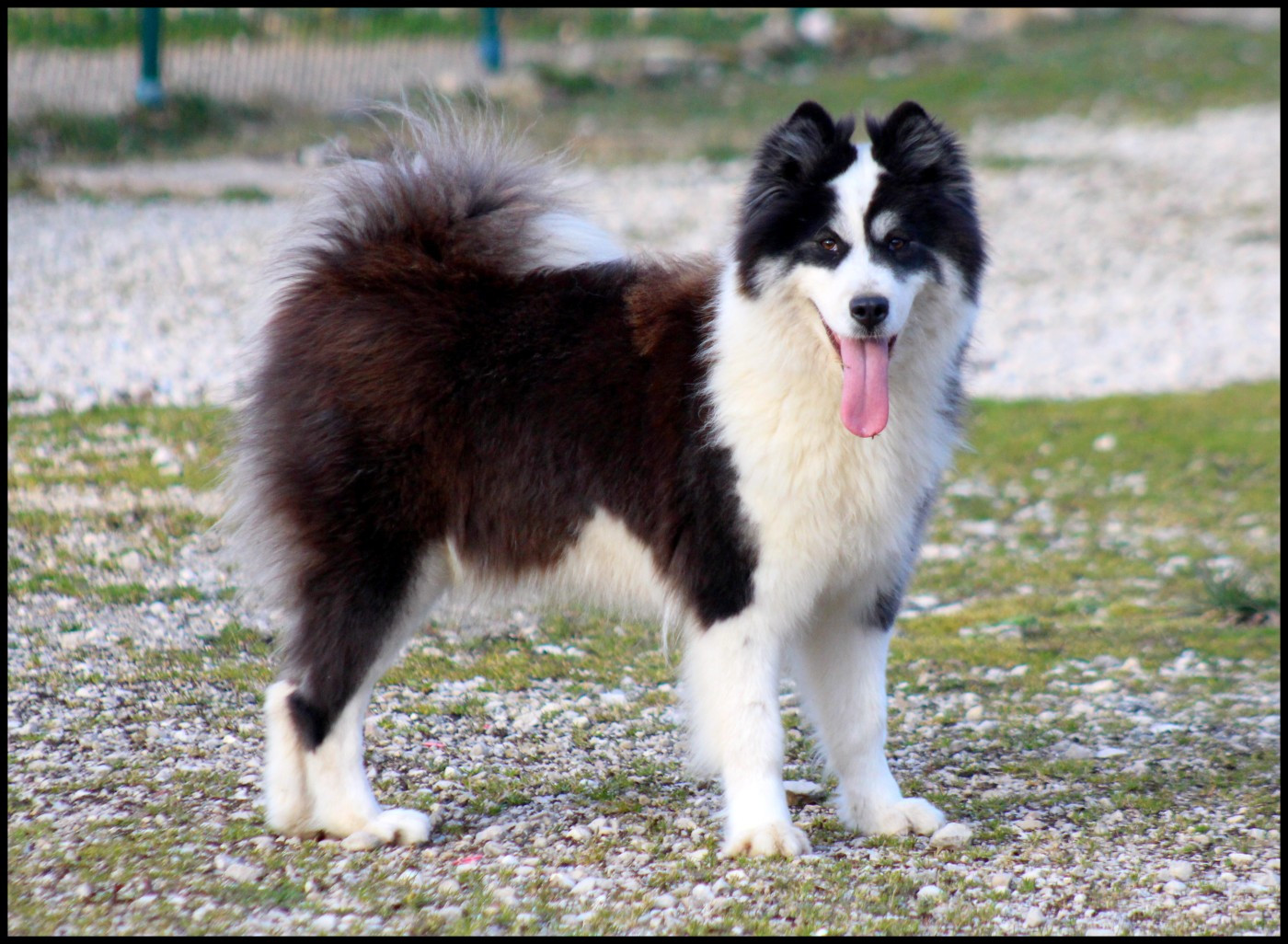 Unforgetable Replay L'eden Des Shokou