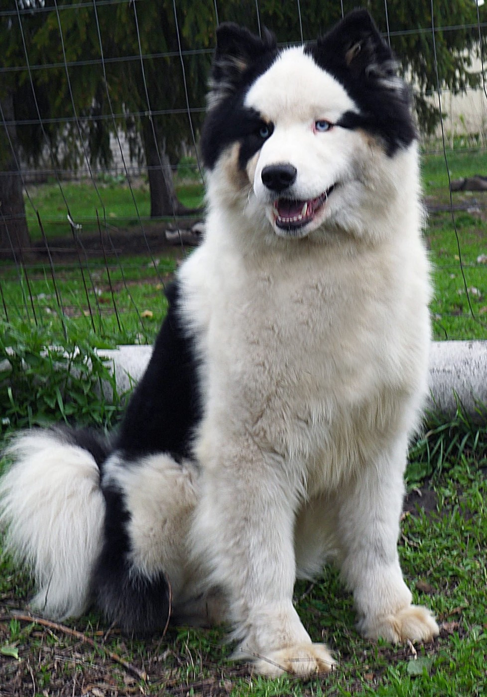 andkoll Ir Lel Smaile of the Sun