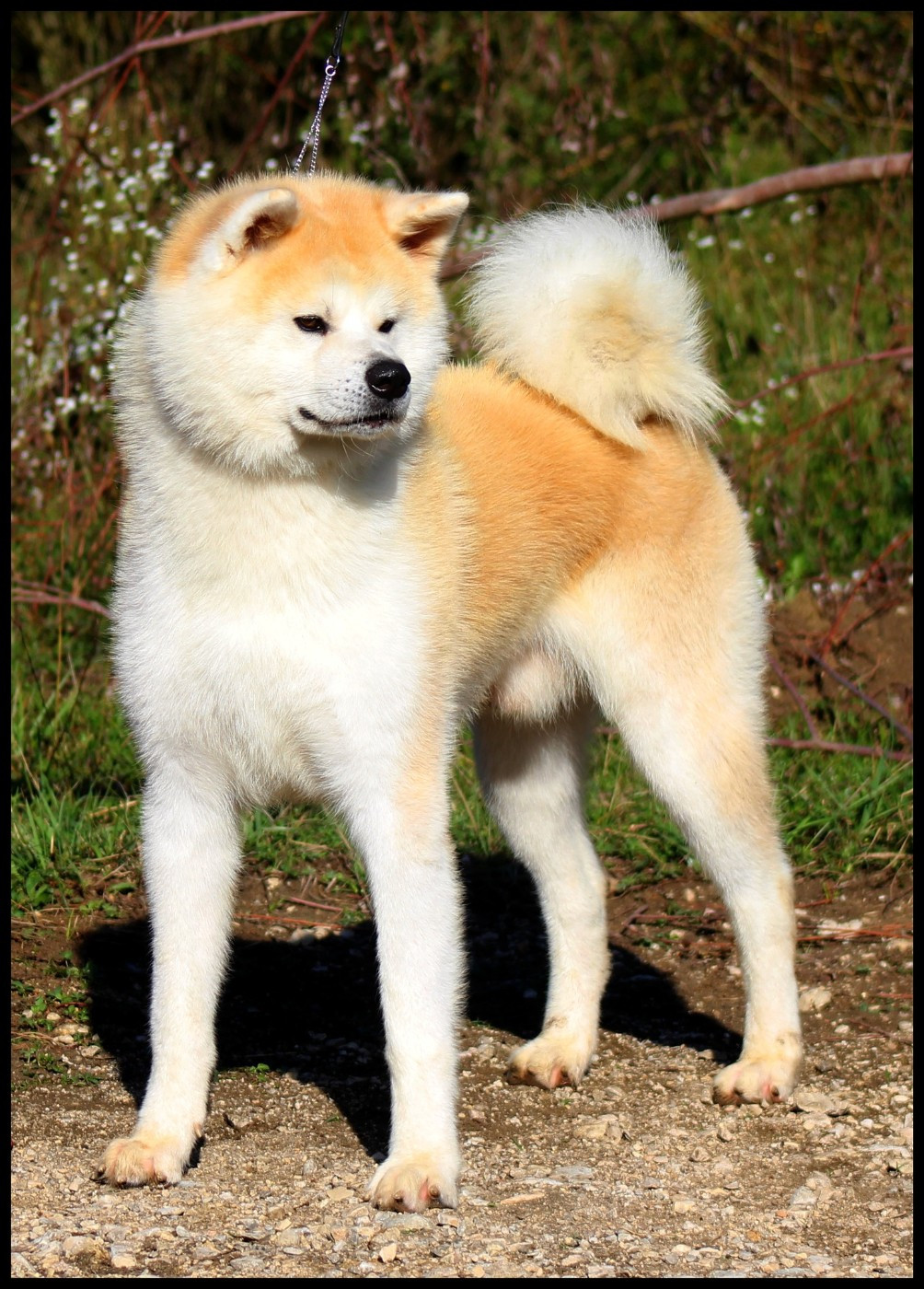 Sakan L'eden Des Shokou