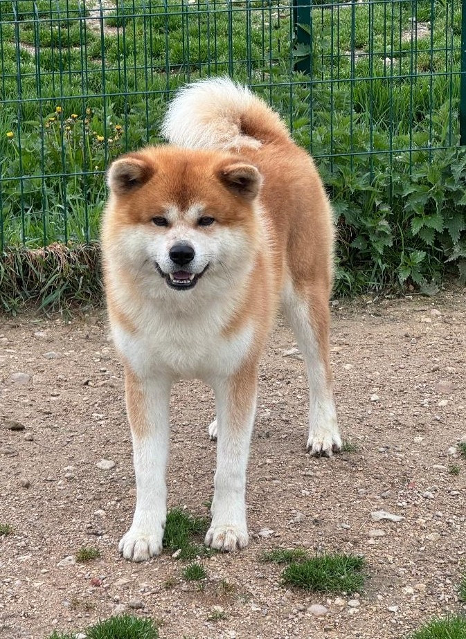 T'Lucky L'eden Des Shokou