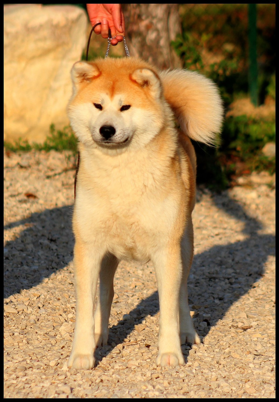 Nisei de l'eden des shokou