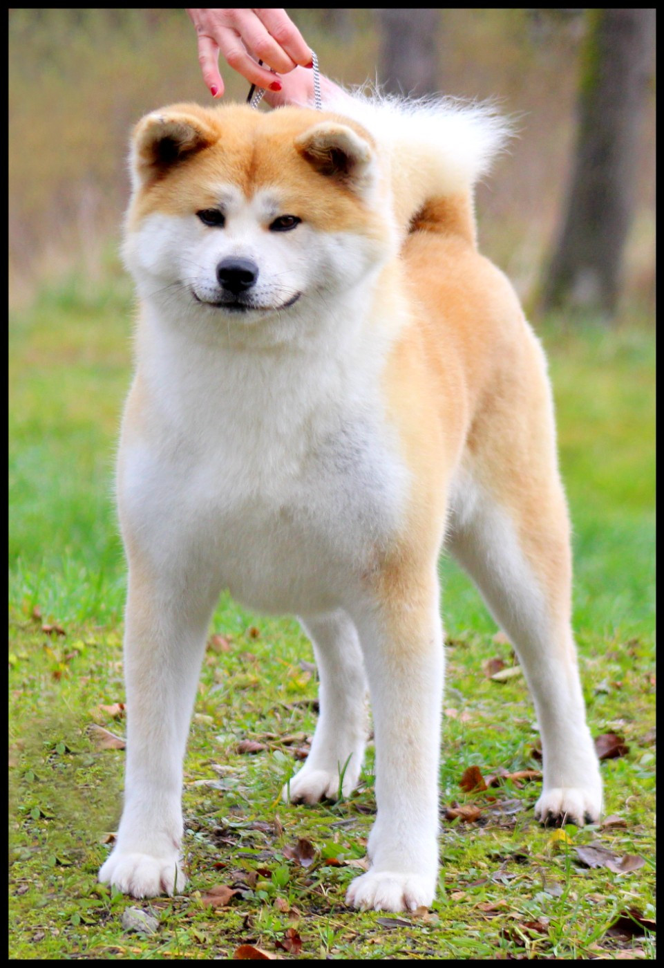 Teikiatsu L'eden Des Shokou