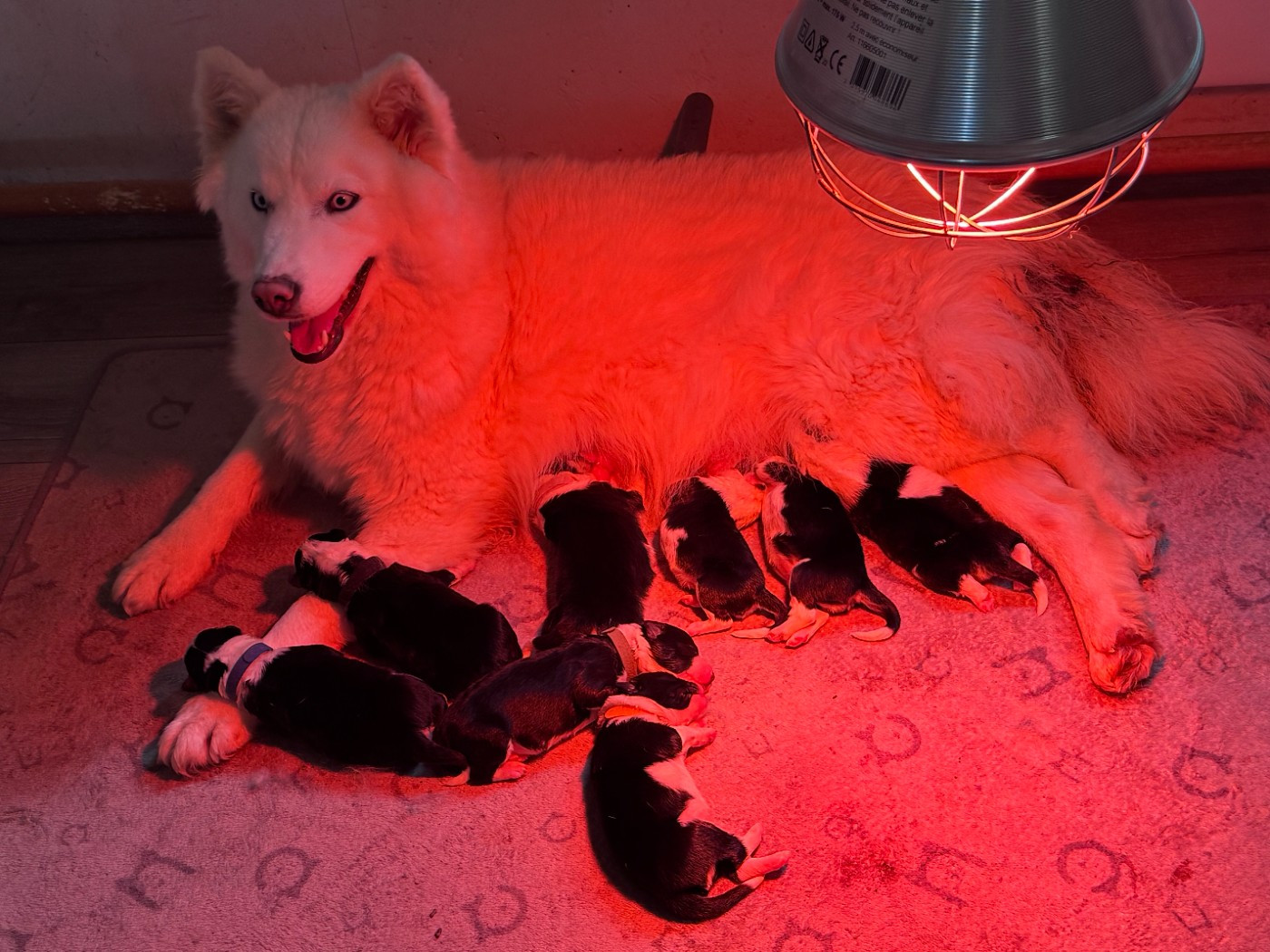 L'eden Des Shokou - Les chiots de Ice sont nés le 6 Novembre 2025 !
