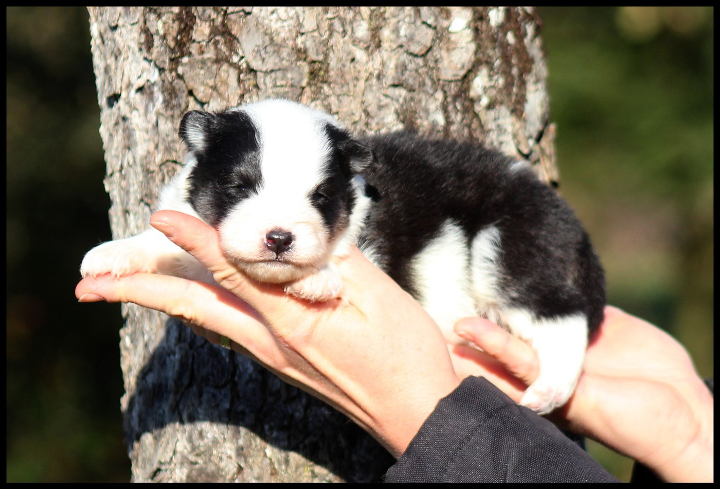 L'eden Des Shokou - Chiots disponibles - Laika de iakoutie