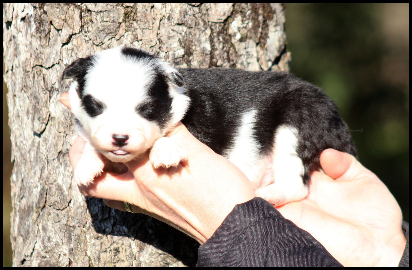 L'eden Des Shokou - Chiots disponibles - Laika de iakoutie