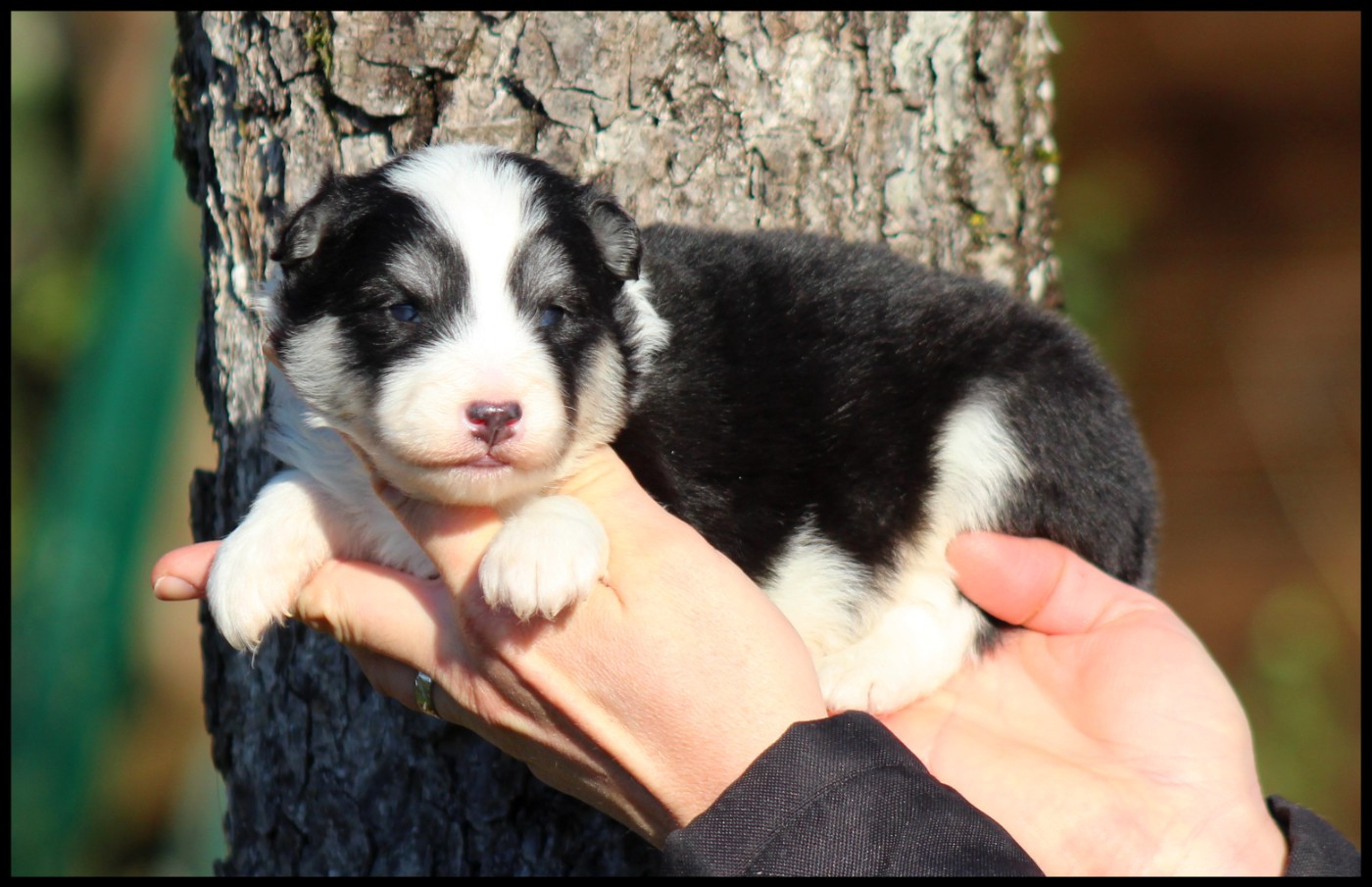 L'eden Des Shokou - Chiots disponibles - Laika de iakoutie