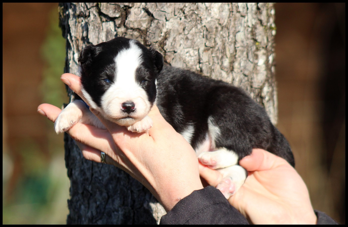 L'eden Des Shokou - Chiots disponibles - Laika de iakoutie