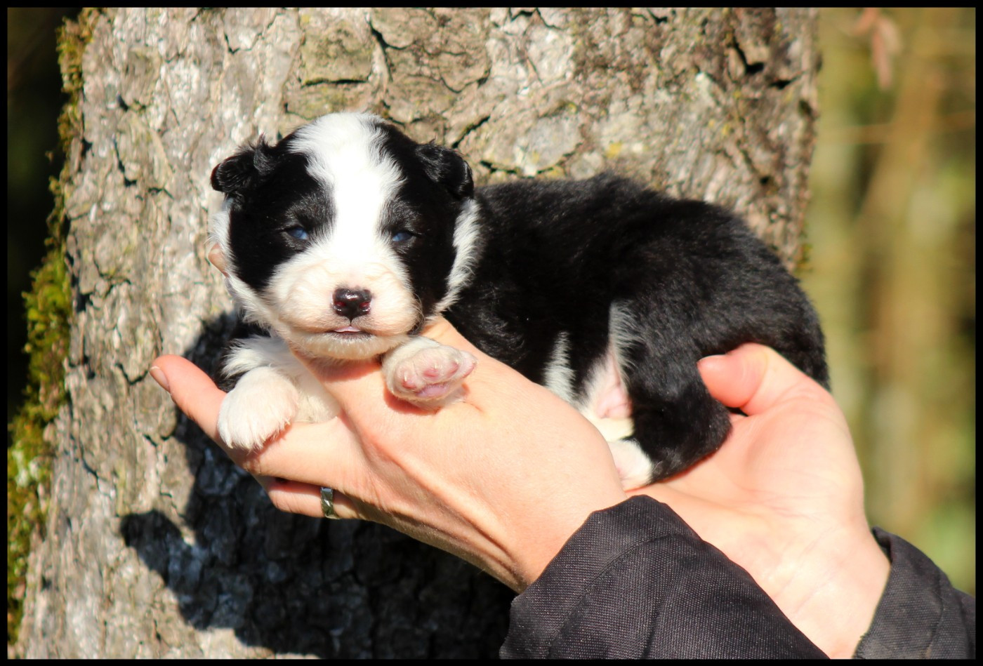 L'eden Des Shokou - Chiots disponibles - Laika de iakoutie