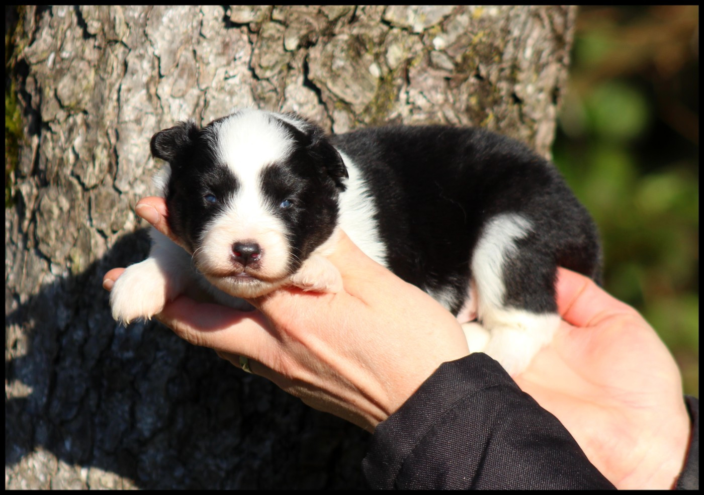 L'eden Des Shokou - Chiots disponibles - Laika de iakoutie