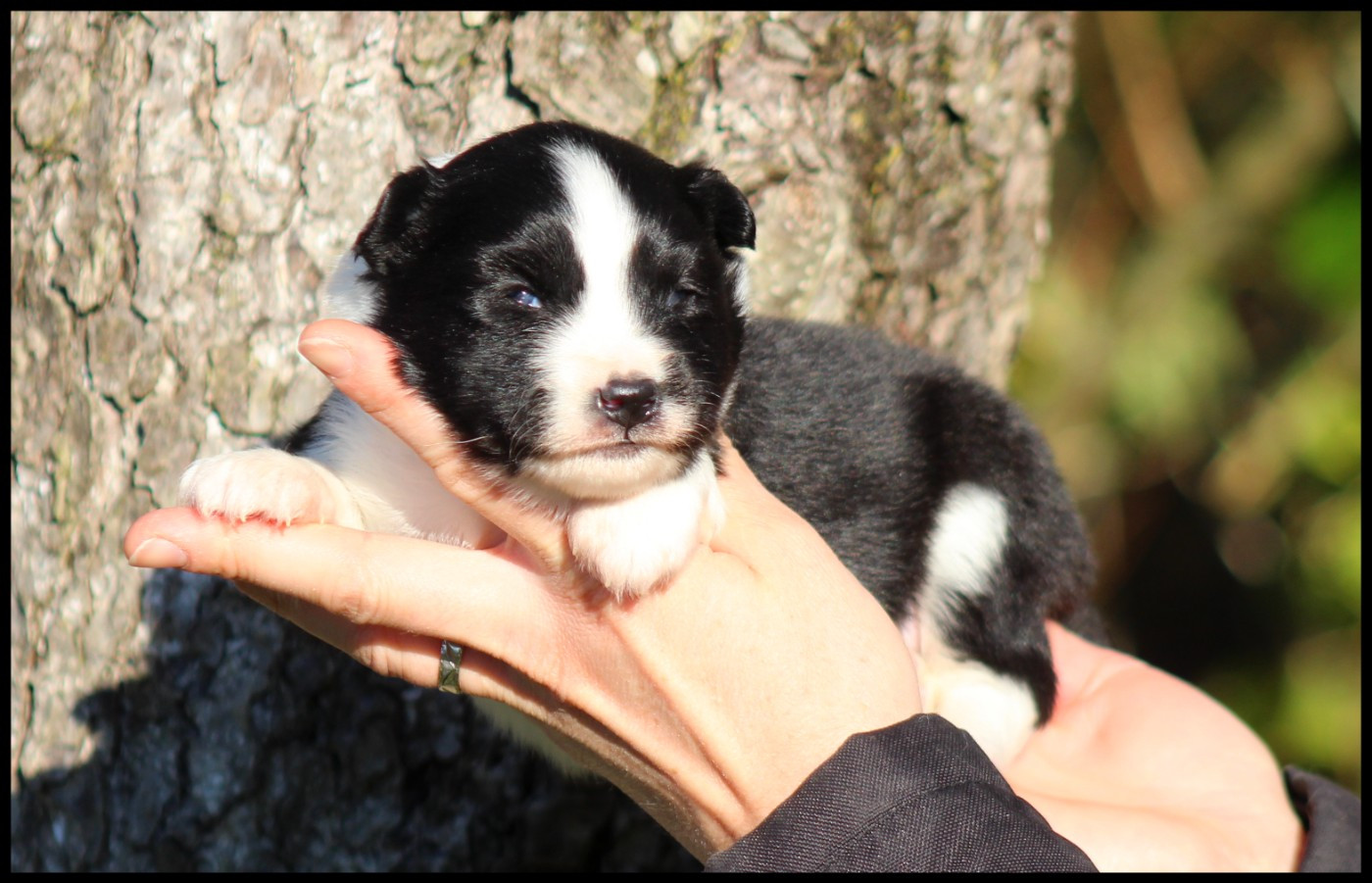 L'eden Des Shokou - Chiots disponibles - Laika de iakoutie