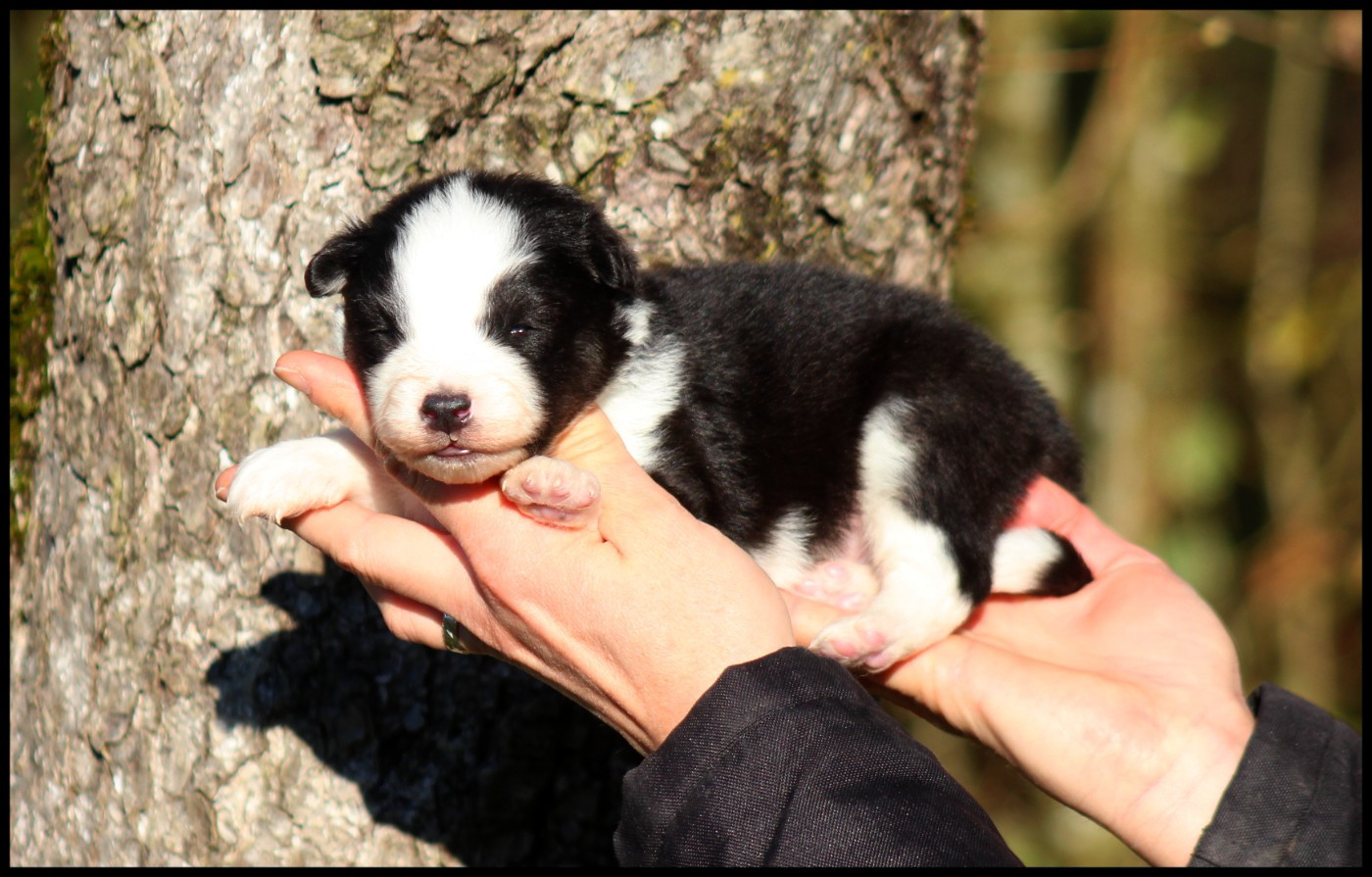 L'eden Des Shokou - Chiots disponibles - Laika de iakoutie