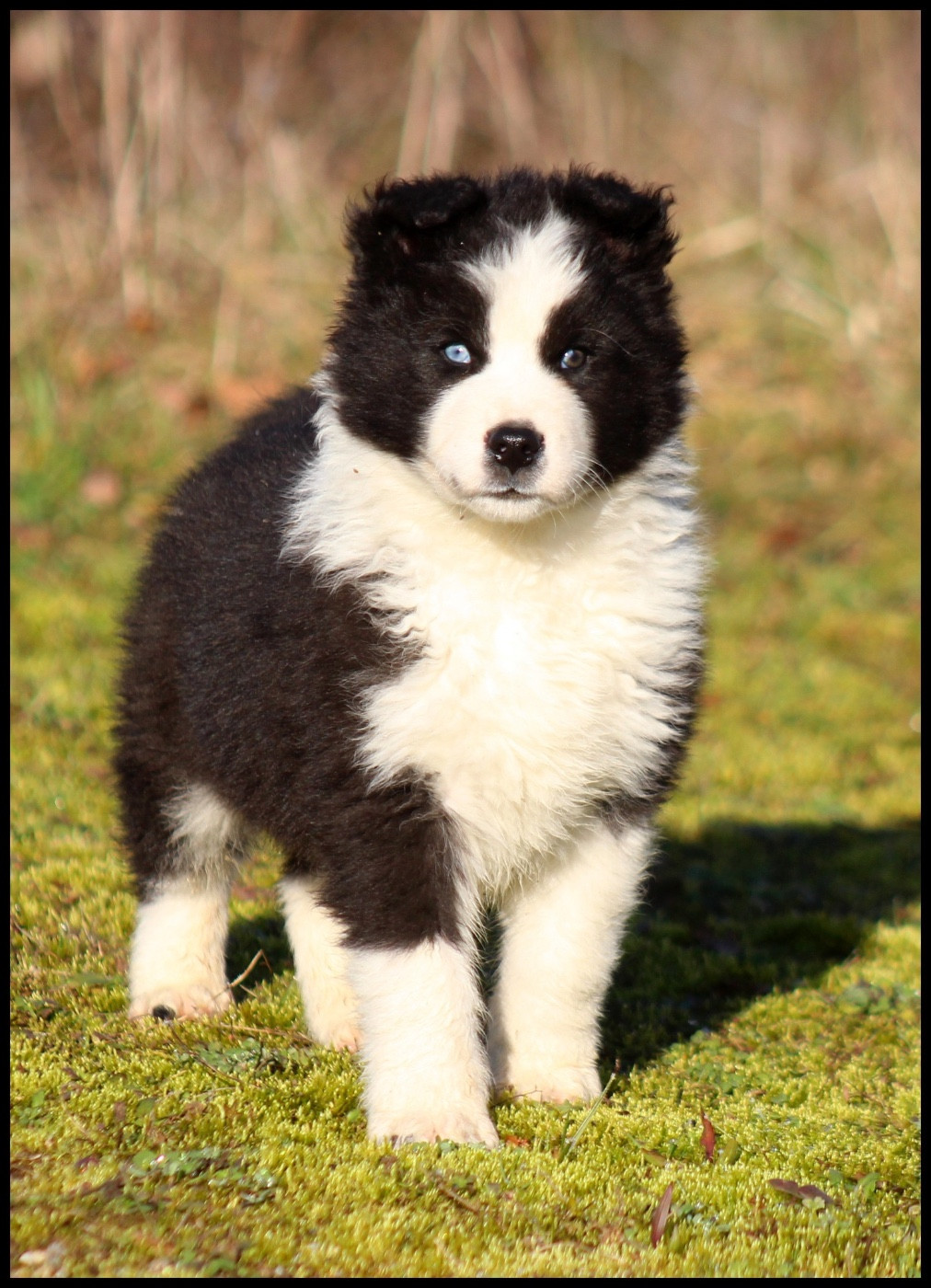 L'eden Des Shokou - Chiots disponibles - Laika de iakoutie