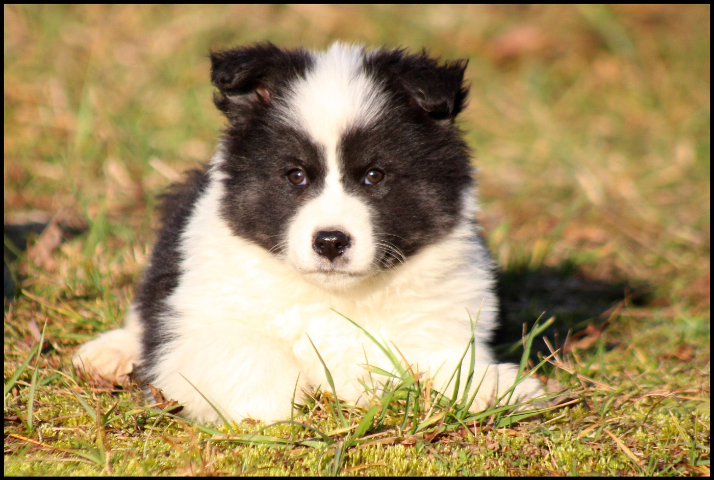 L'eden Des Shokou - Chiots disponibles - Laika de iakoutie