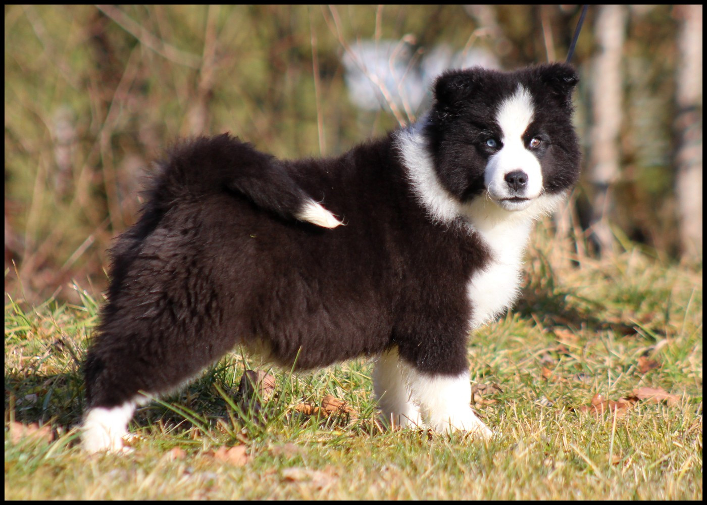 L'eden Des Shokou - Chiots disponibles - Laika de iakoutie