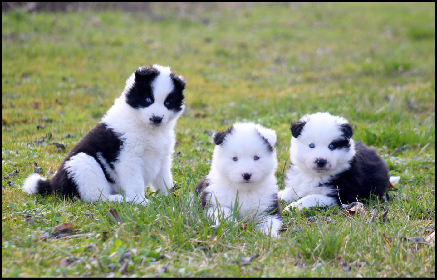 Chiot Laika de iakoutie L'eden Des Shokou