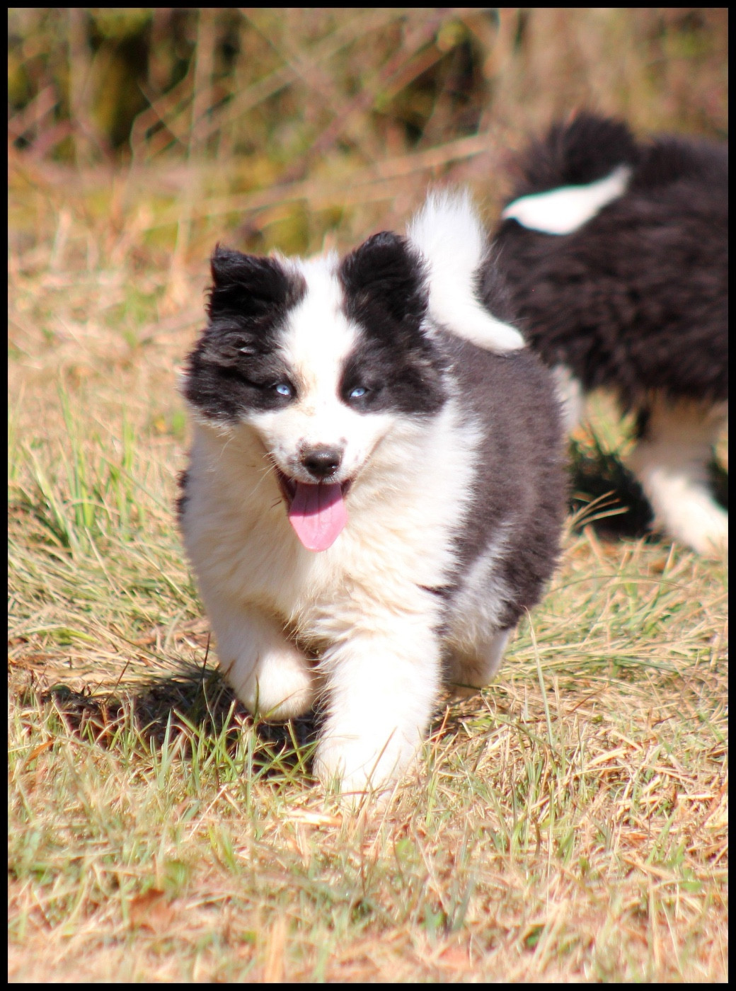 L'eden Des Shokou - Chiots disponibles - Laika de iakoutie