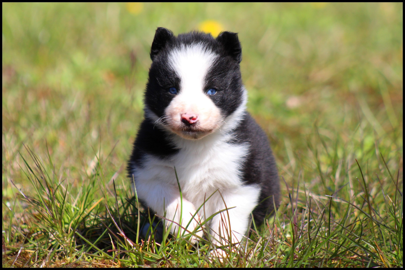 L'eden Des Shokou - Chiots disponibles - Laika de iakoutie