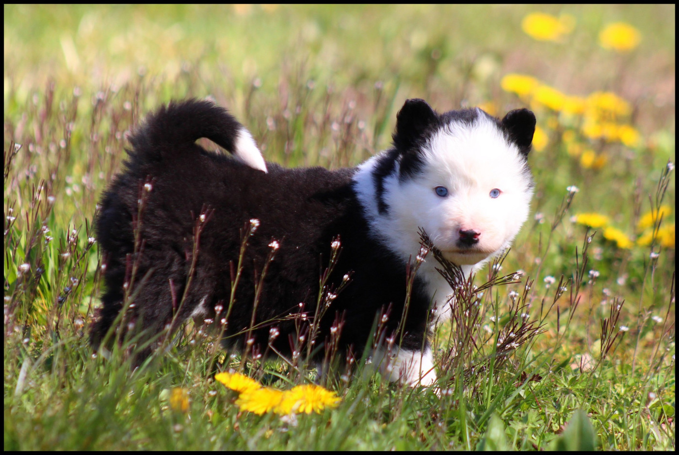L'eden Des Shokou - Chiots disponibles - Laika de iakoutie
