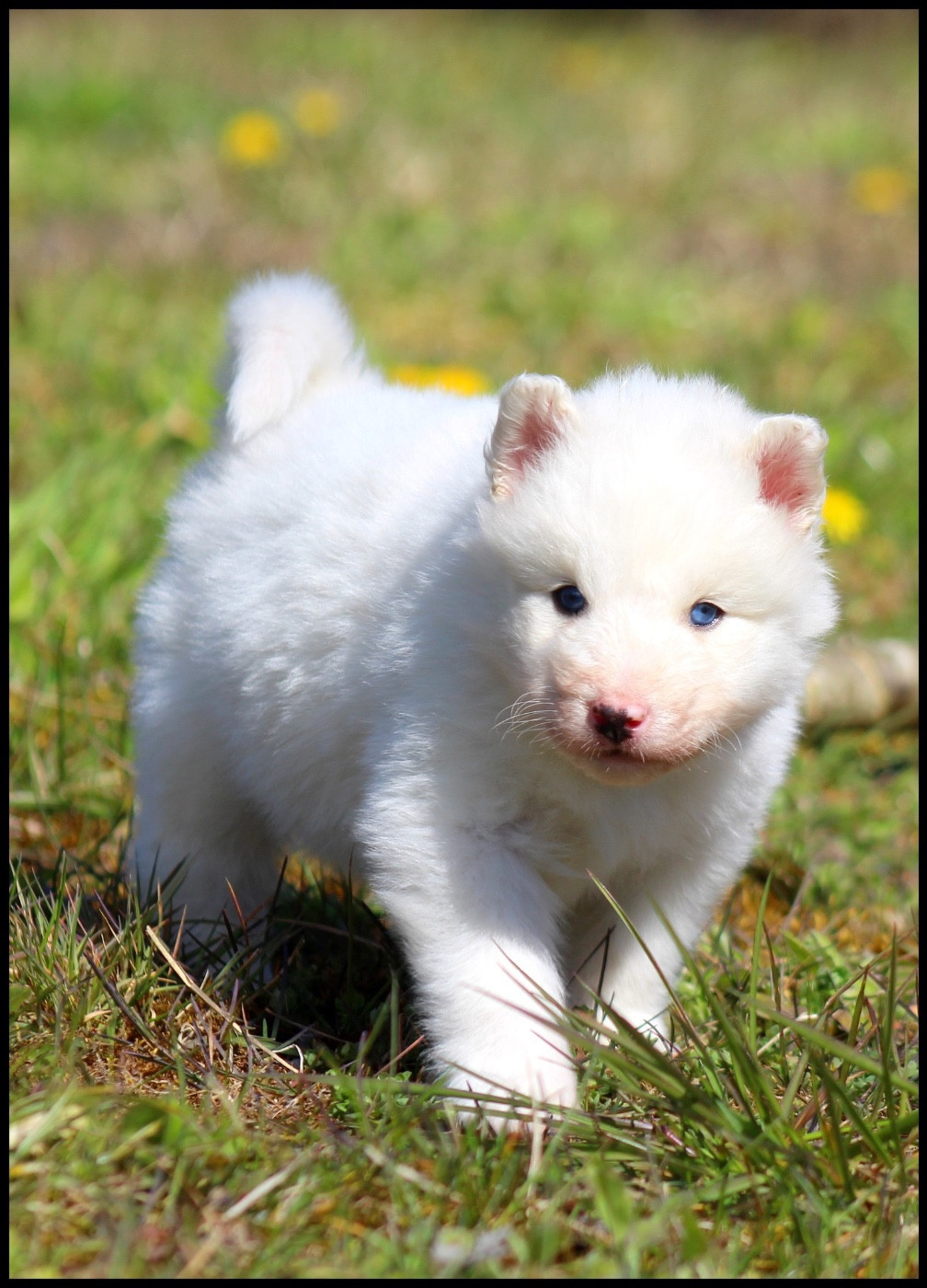 L'eden Des Shokou - Chiots disponibles - Laika de iakoutie