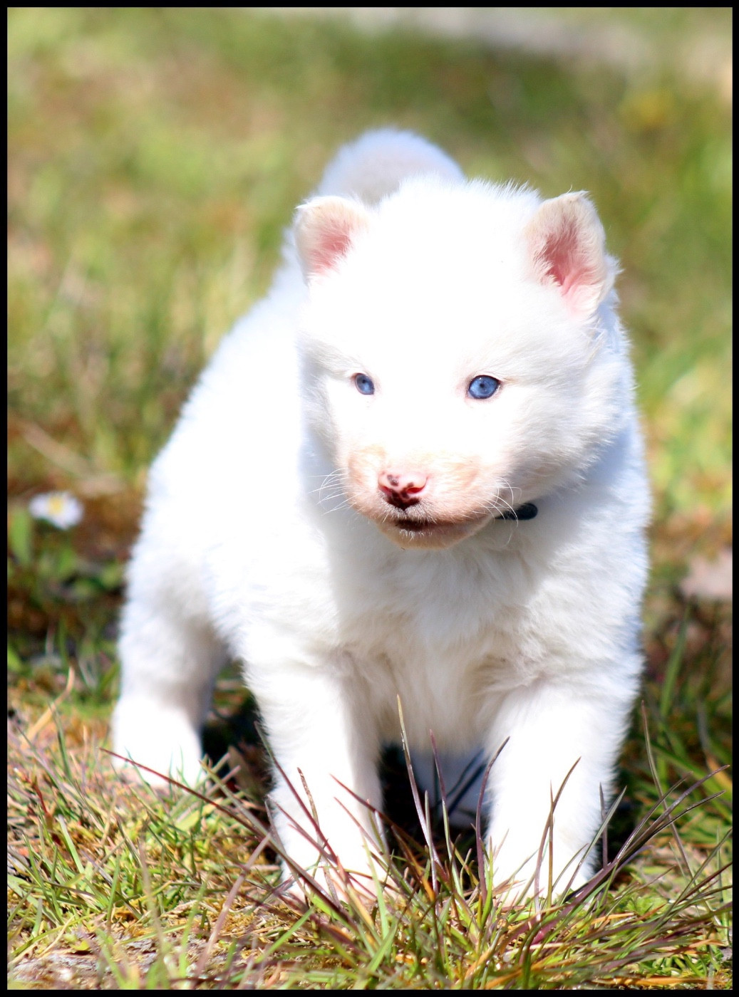 L'eden Des Shokou - Chiots disponibles - Laika de iakoutie