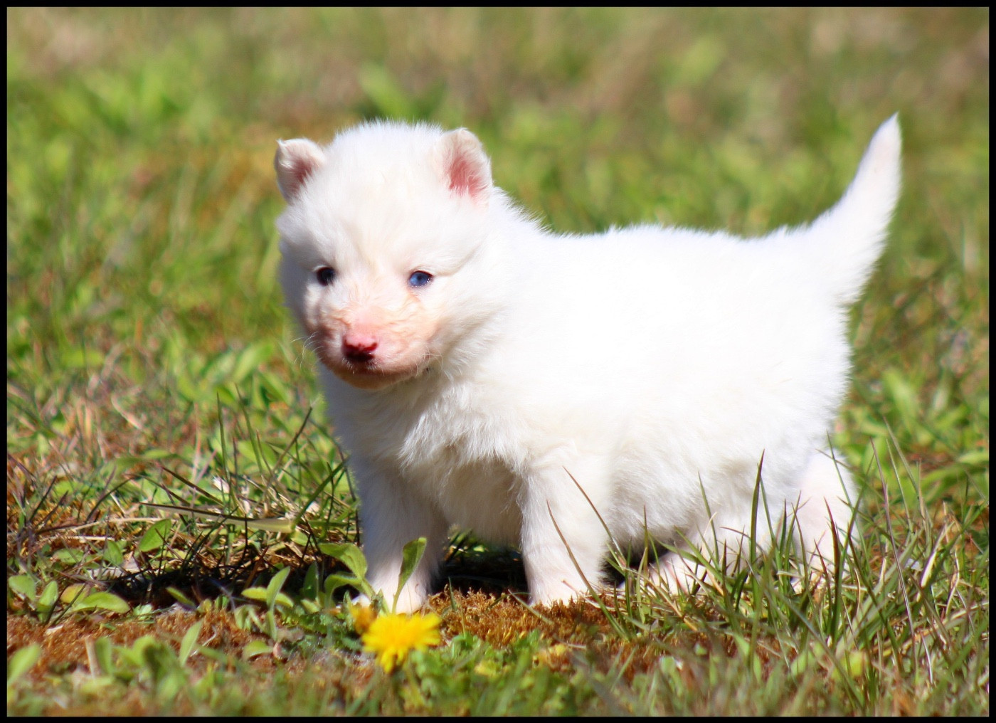 L'eden Des Shokou - Chiots disponibles - Laika de iakoutie