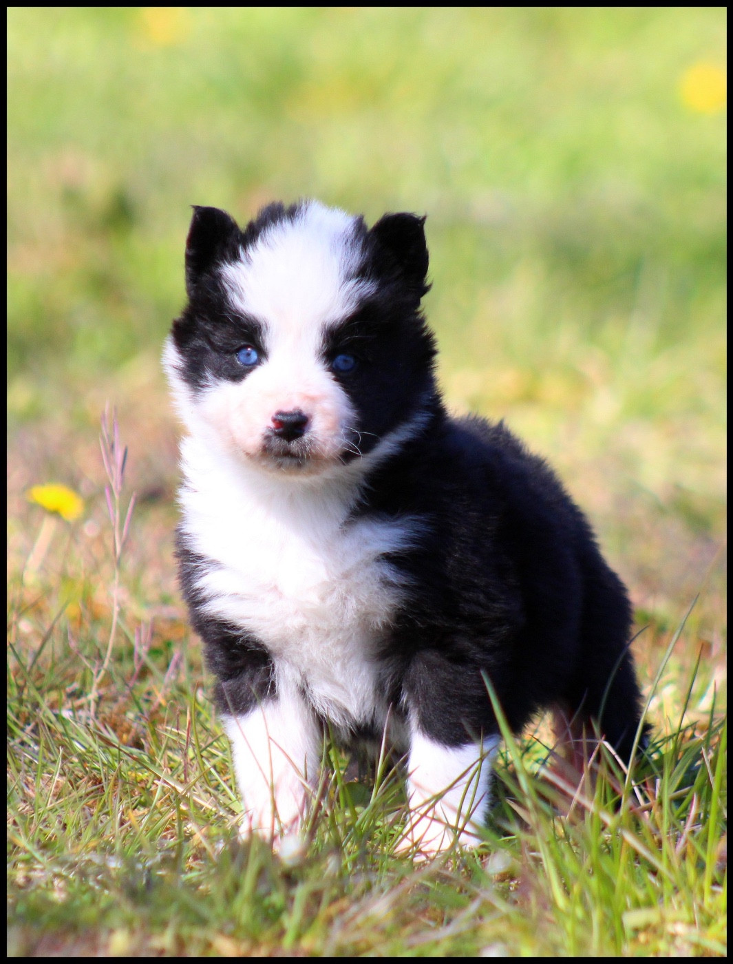 L'eden Des Shokou - Chiots disponibles - Laika de iakoutie