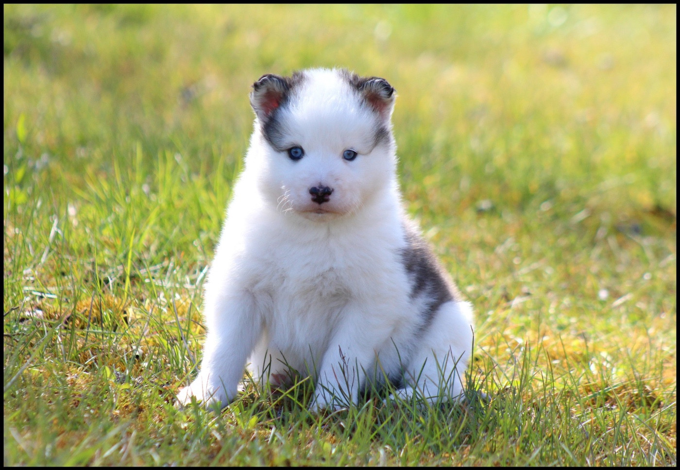 L'eden Des Shokou - Chiots disponibles - Laika de iakoutie