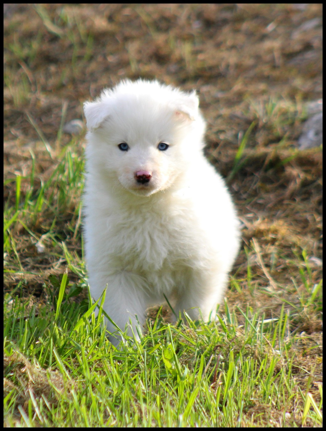L'eden Des Shokou - Chiots disponibles - Laika de iakoutie