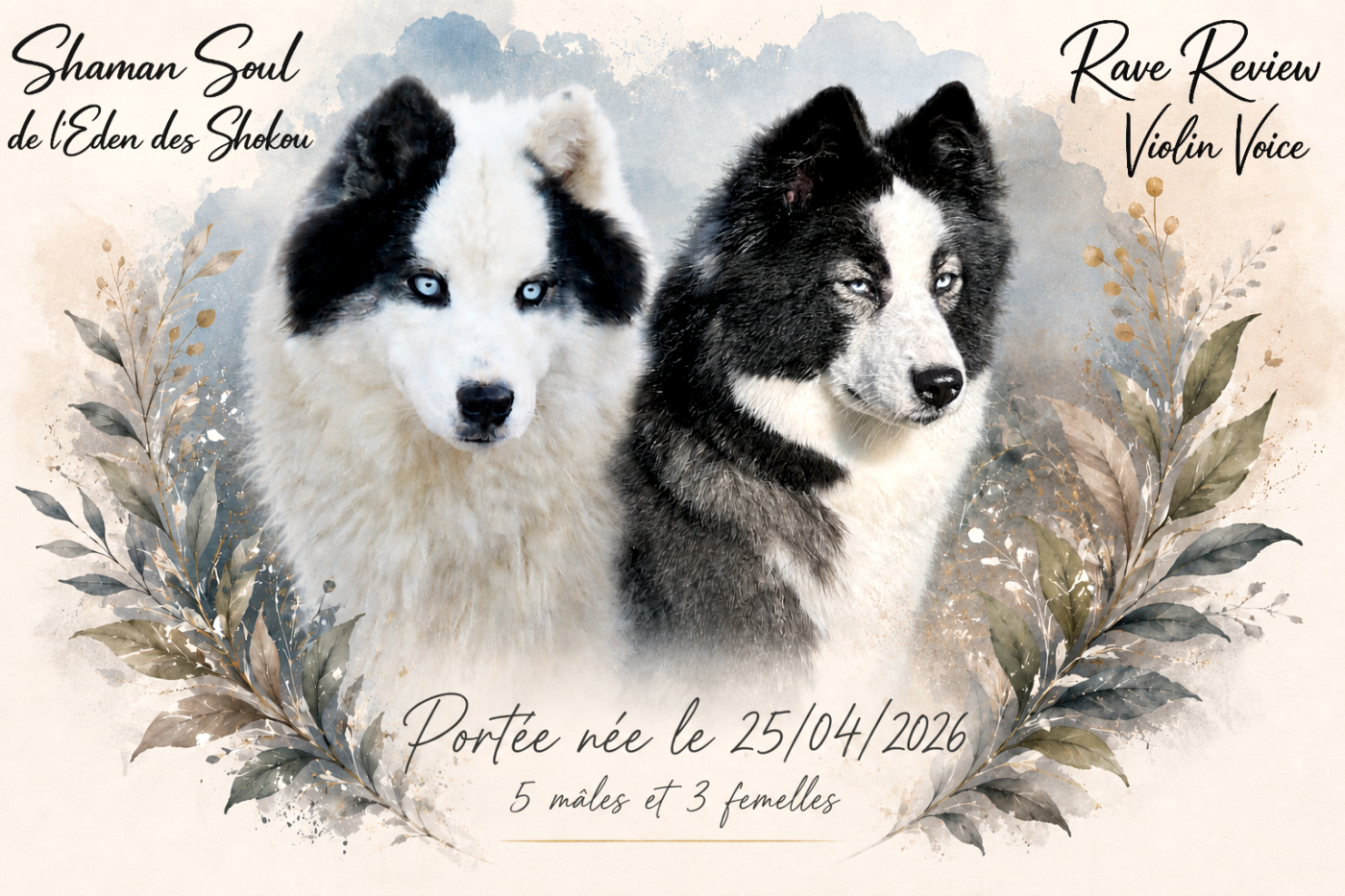 L'eden Des Shokou - Laika de iakoutie - Portée née le 25/04/2026