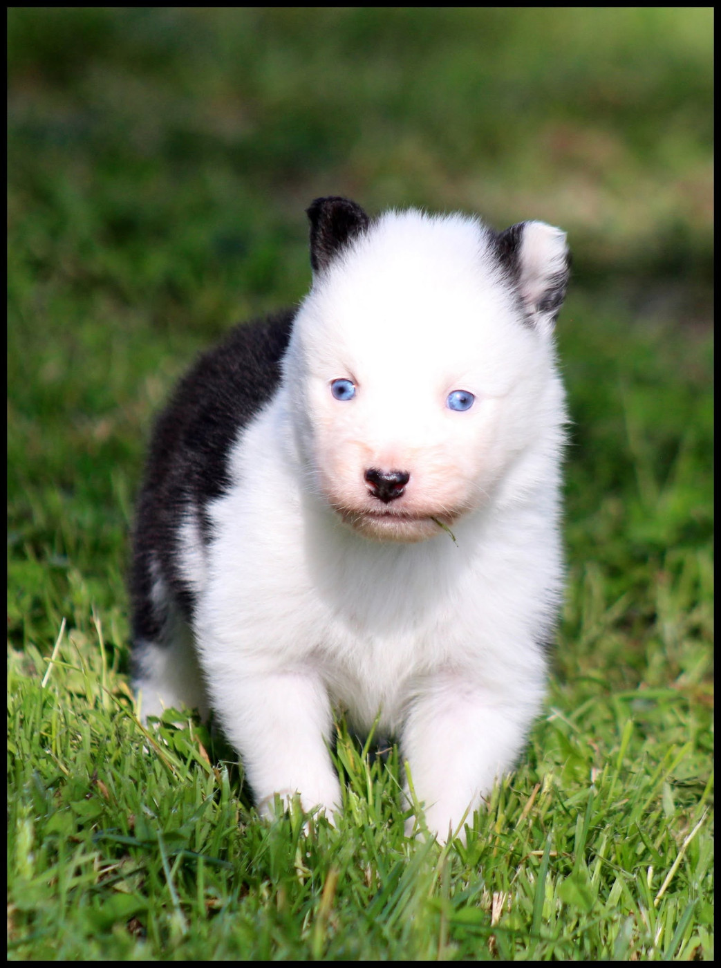 L'eden Des Shokou - Chiots disponibles - Laika de iakoutie