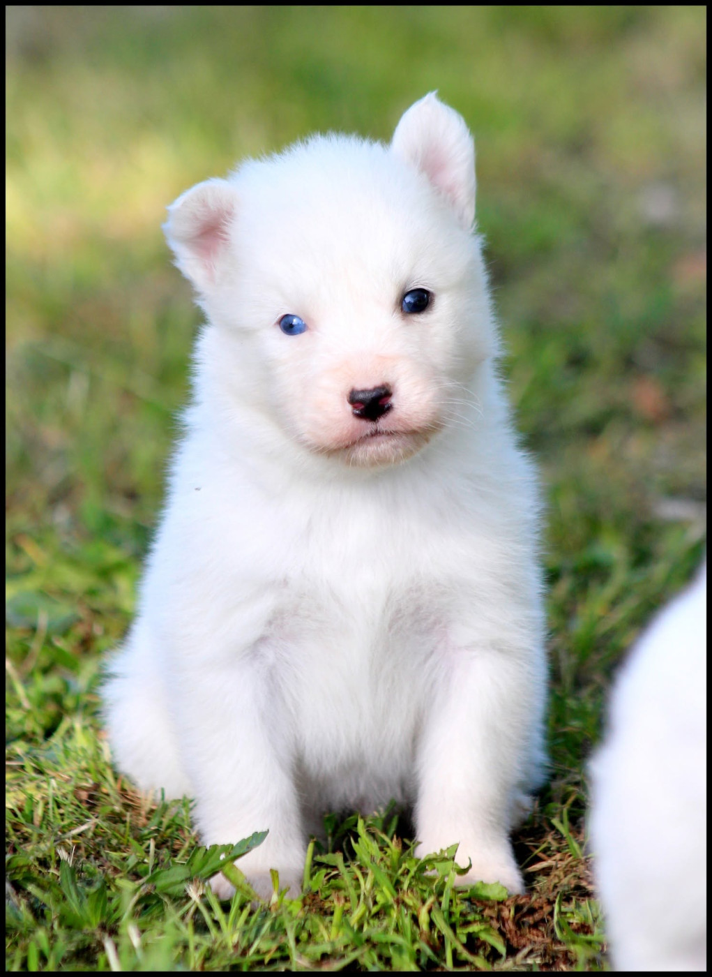 L'eden Des Shokou - Chiots disponibles - Laika de iakoutie