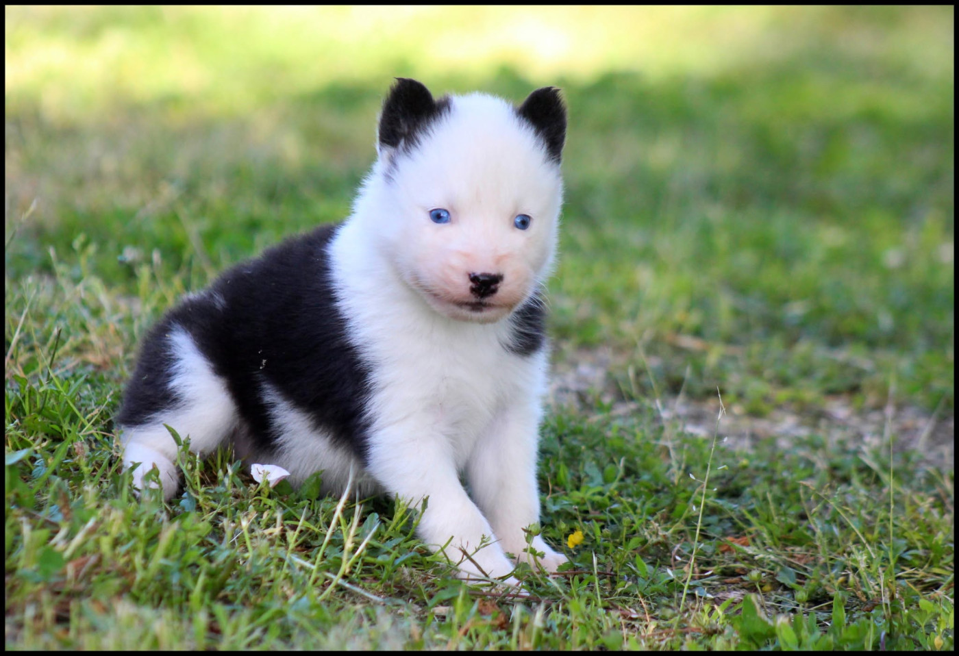 L'eden Des Shokou - Chiots disponibles - Laika de iakoutie