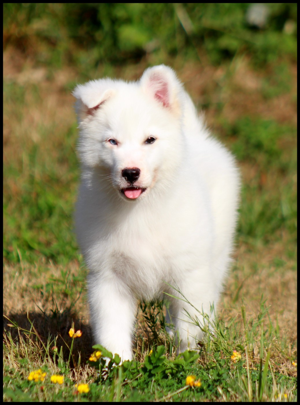 L'eden Des Shokou - Chiots disponibles - Laika de iakoutie