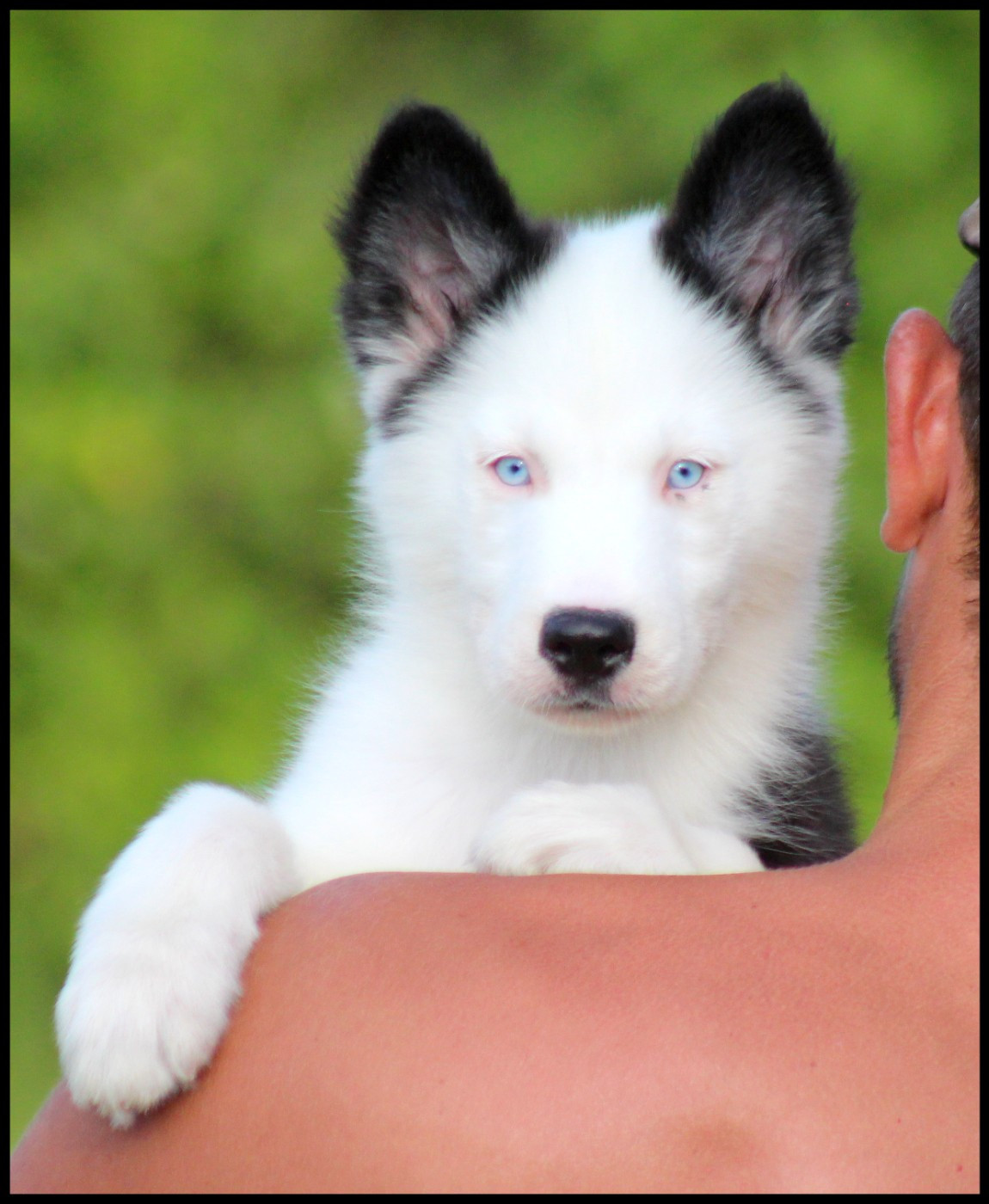 L'eden Des Shokou - Chiots disponibles - Laika de iakoutie