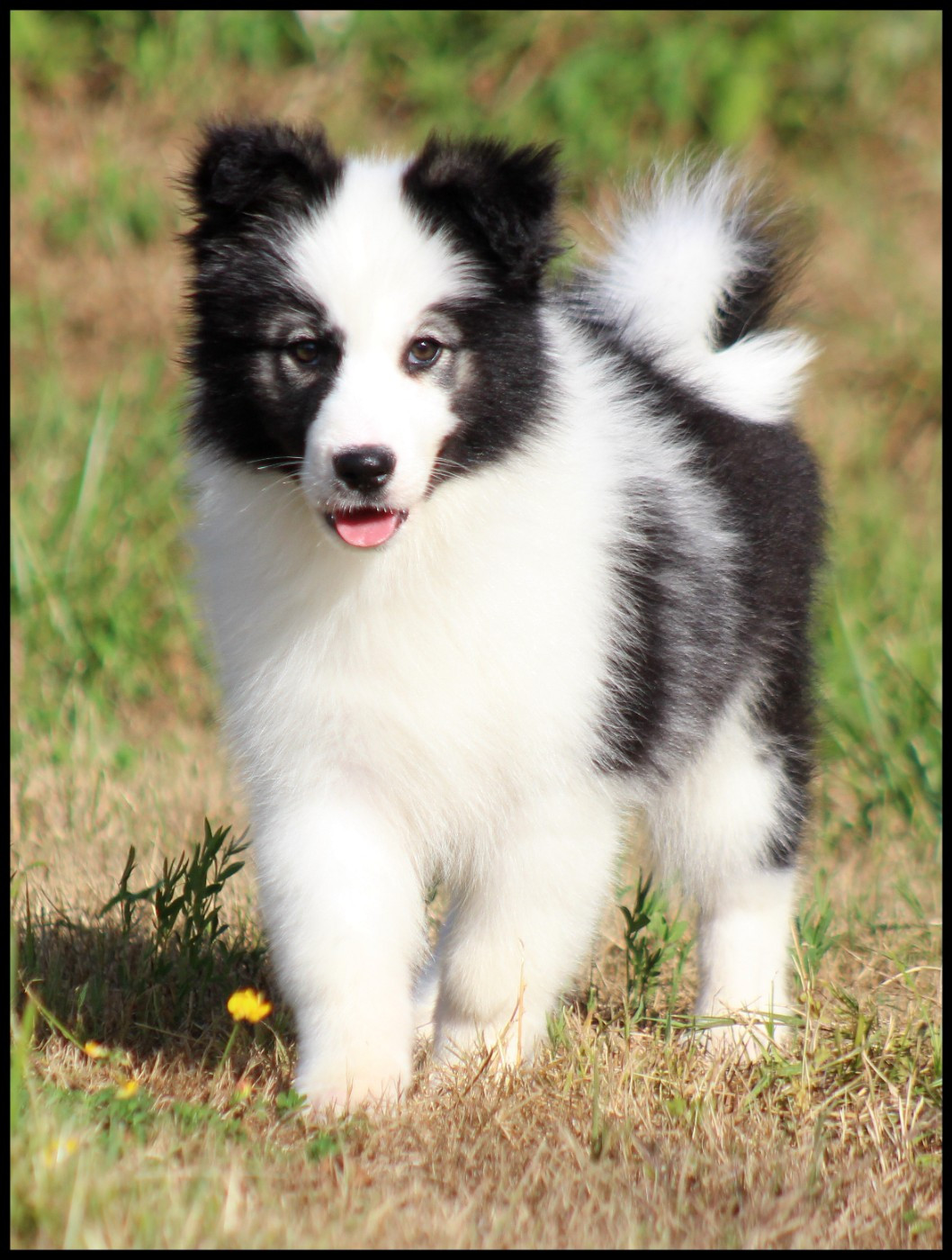 L'eden Des Shokou - Chiots disponibles - Laika de iakoutie