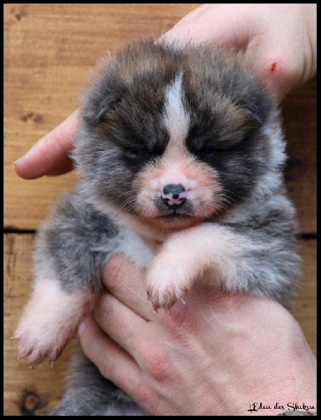 L'eden Des Shokou - Akita - Portée née le 14/11/2014