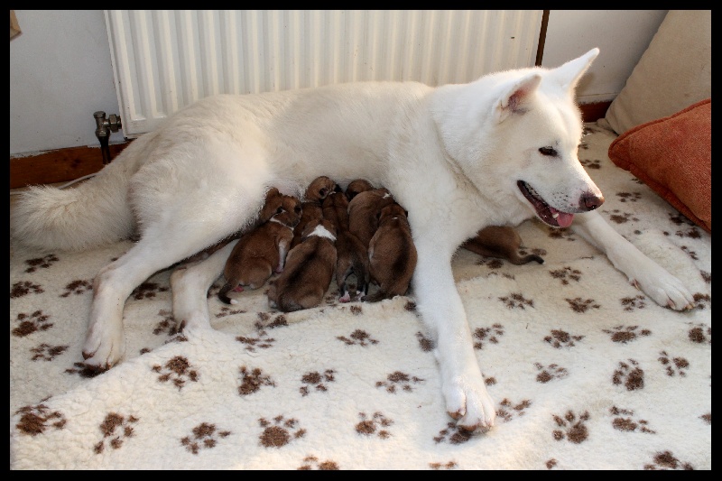 L'eden Des Shokou - Akita - Portée née le 20/03/2012