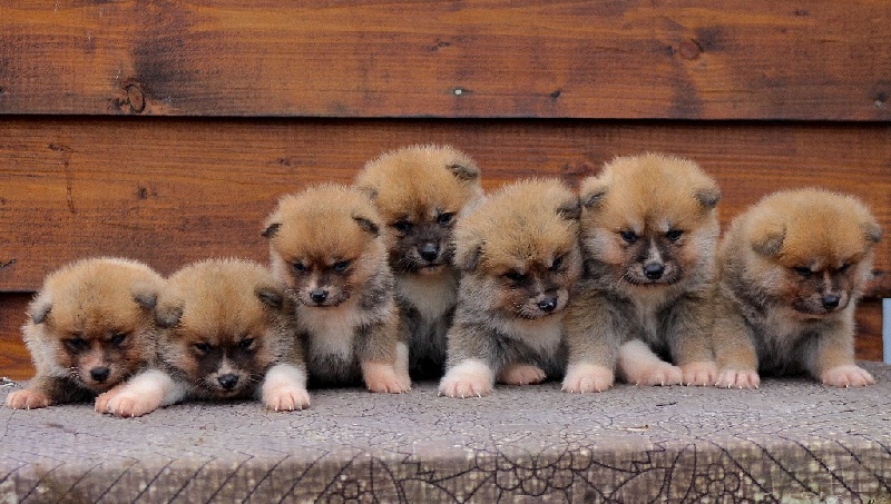 L'eden Des Shokou - Akita - Portée née le 01/11/2015