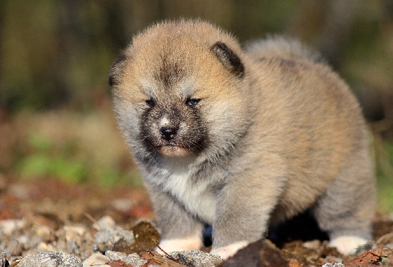 L'eden Des Shokou - Akita - Portée née le 08/11/2015