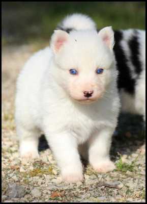 Chiot N°1