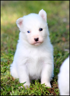 Chiot N°4