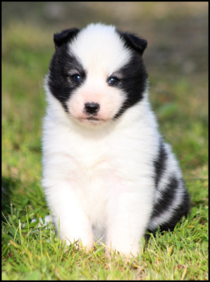 Chiot N°6