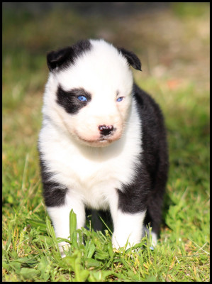 Chiot N°7